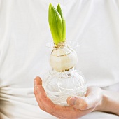 Hand holding hyacinth bulb in hyacinth glass