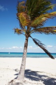A palm tree by the sea