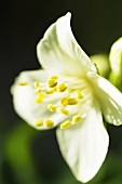 Jasmine flower (close-up)