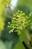 Cluster of grape flowers