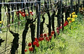 Rows of vines with tulips