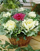 Ornamental cabbages in basket