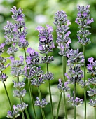 English lavender (Lavandula angustifolia)