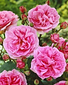 'Molineux' roses