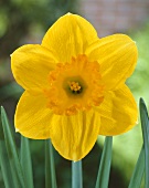 Narcissus 'Mary Bohannon'