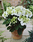Hydrangea in flowerpot (Hydrangea 'Teller White')