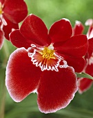 'Miltonia' orchid