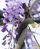 Blüten der Wisteria sinensis (Blauregen)