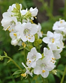 weiße Jakobsleiter (Polemonium caeruleum album)