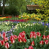 Verschiedene blühende Frühlingsblumen in Gartenanlage