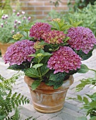 Flowering hydrangea in terracotta pot