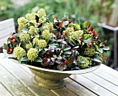 Skimmia and pernettya in a bowl