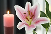 A lily and candles