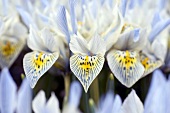 Mehrere hellblaue Iris