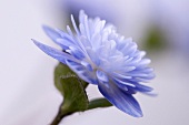 A blue Japanese liverwort flower (Hepatica japonica)