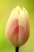 A salmon pink tulip (close-up)