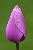 Pink tulip with drops of water