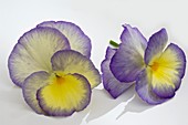 Horned violet (Viola cornuta 'Etain'), flower heads