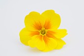 Blüte von Frühlingsprimel (Primula vulgaris syn. acaulis)