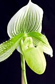 Orchid flower, white with green stripes
