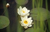 White water lilies in a pond