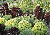 Various lettuces in garden (Green salad bowl, Lollo rosso)