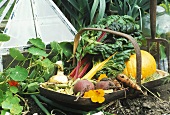 Basket of freshly harvested vegetables in garden