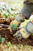 Gardener planting nasturtiums