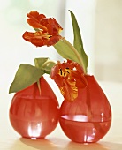 Zwei rote Vasen mit Papageien-Tulpen