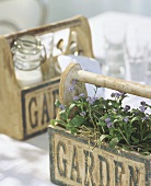 Forget-me-nots in wooden box & box with milk & glasses