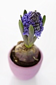 A hyacinth in a flowerpot