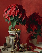Red poinsettia with Advent decorations