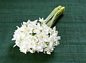 Bunch of white narcissi