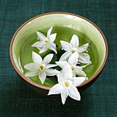 Narcissus flowers in a bowl of water