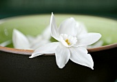 White narcissus flower resting on rim of bowl of water