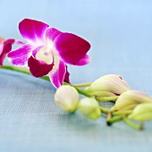 Spray of purple orchids