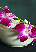 A spray of purple orchids laid over a small bowl