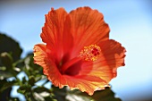 Hibiscus flower, close-up