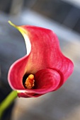 Eine Calla-Blüte