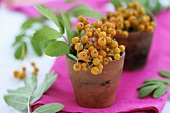 Rowan berries in small terracotta pots