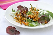 Rowan berries with leaves on a plate
