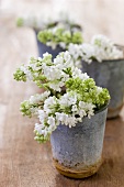 White lilac in metal pots