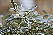 Mistletoe with berries and hoar frost