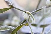 Berries on mistletoe with hoar frost