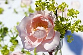 Rosa Rosenblüte und Frauenmantel