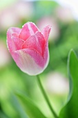 A pink tulip with dew drops