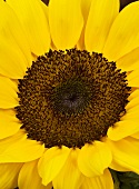 Sonnenblume (Nahaufnahme)