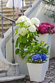 Hortensias in a pot next to a flight of stone steps