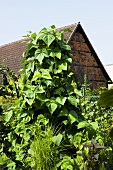 Runner beans in front of a barn
