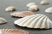 Different types of shells (scallops, cockles)